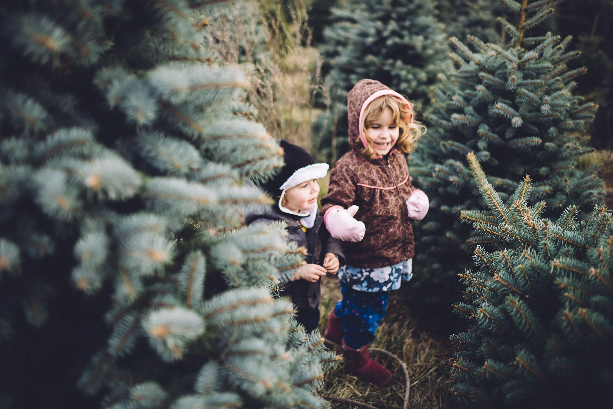 christmas-tree-cutting-9.jpg