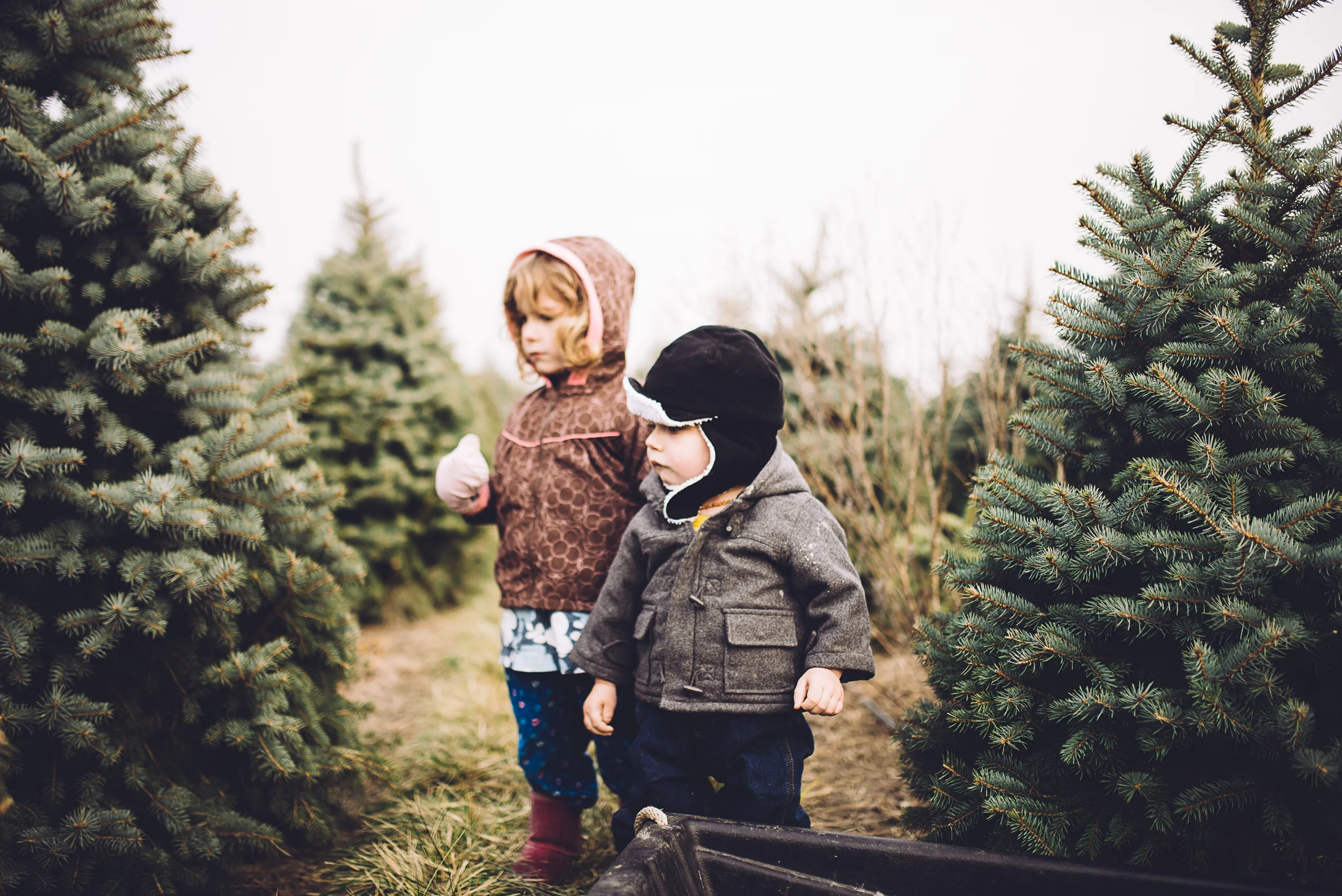 christmas-tree-cutting-8.jpg