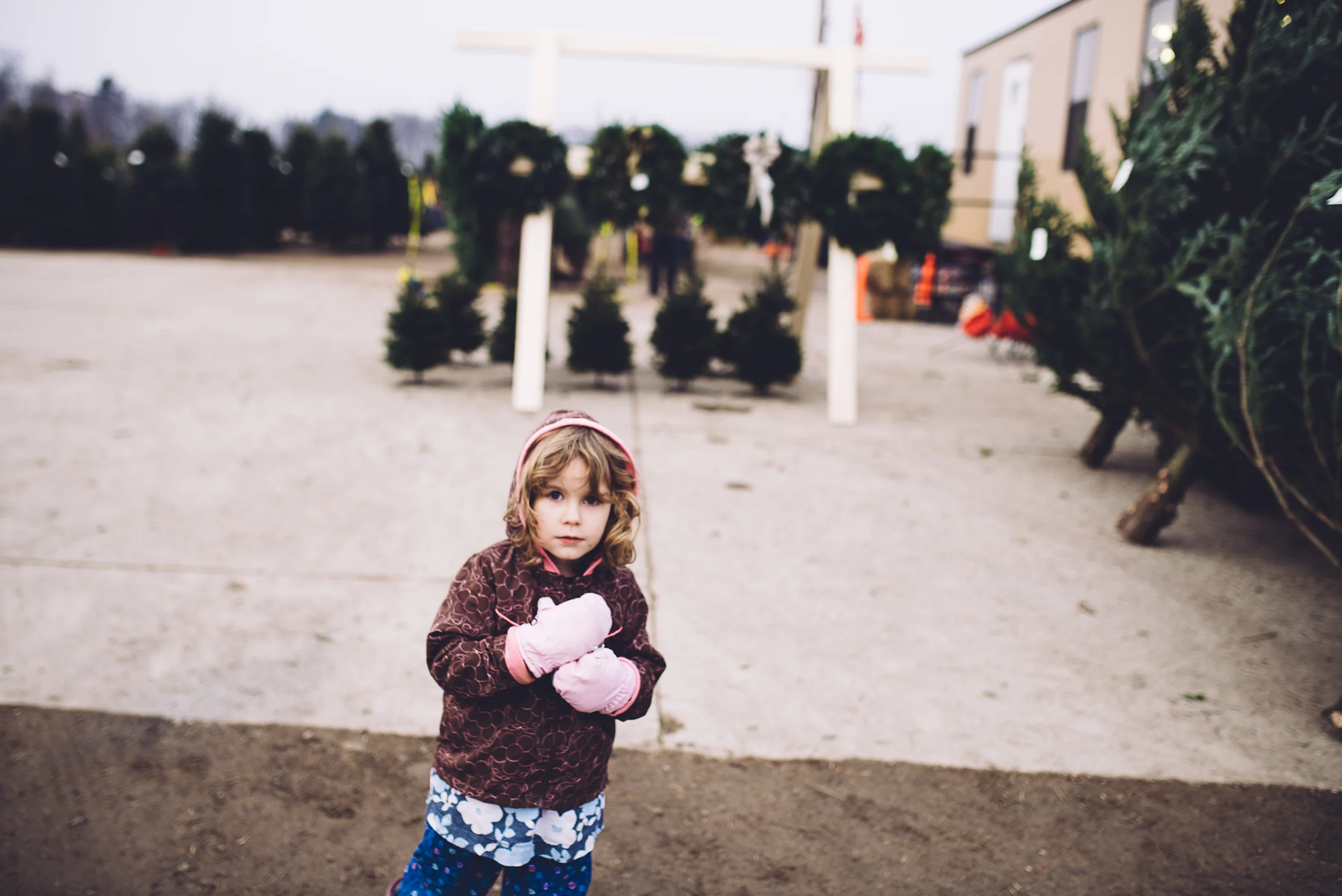 christmas-tree-cutting-13.jpg
