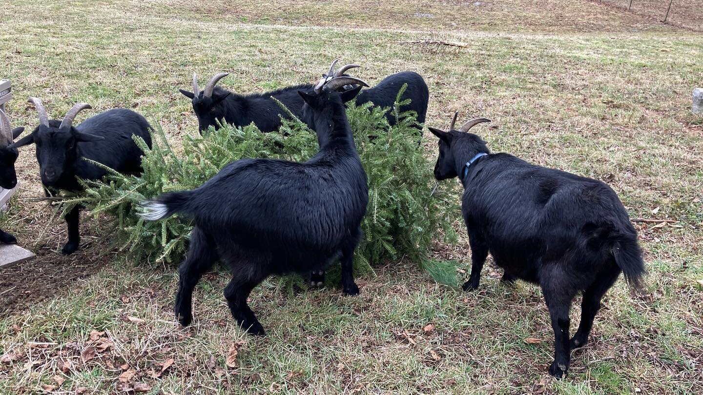 What to do with the old Christmas tree?  NP when you have friends with #goats #feedingfrenzy