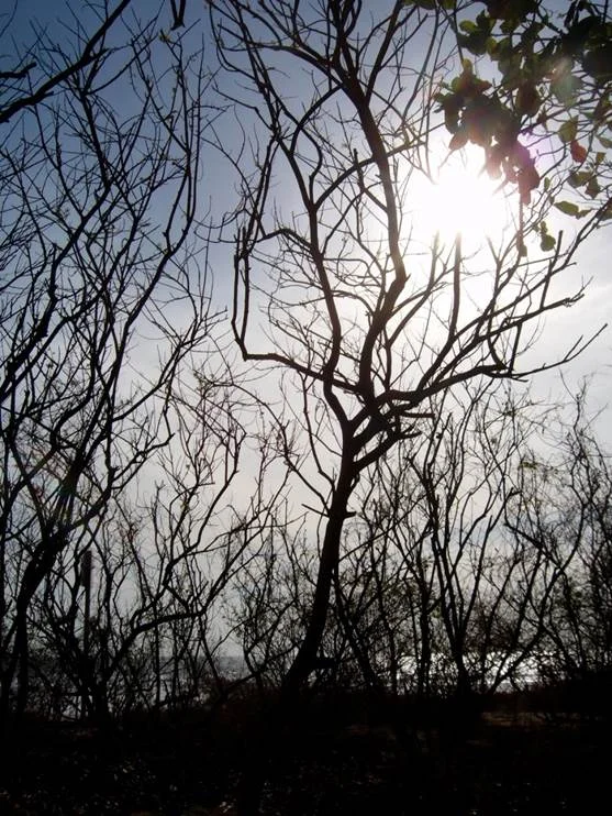 trees.jpg