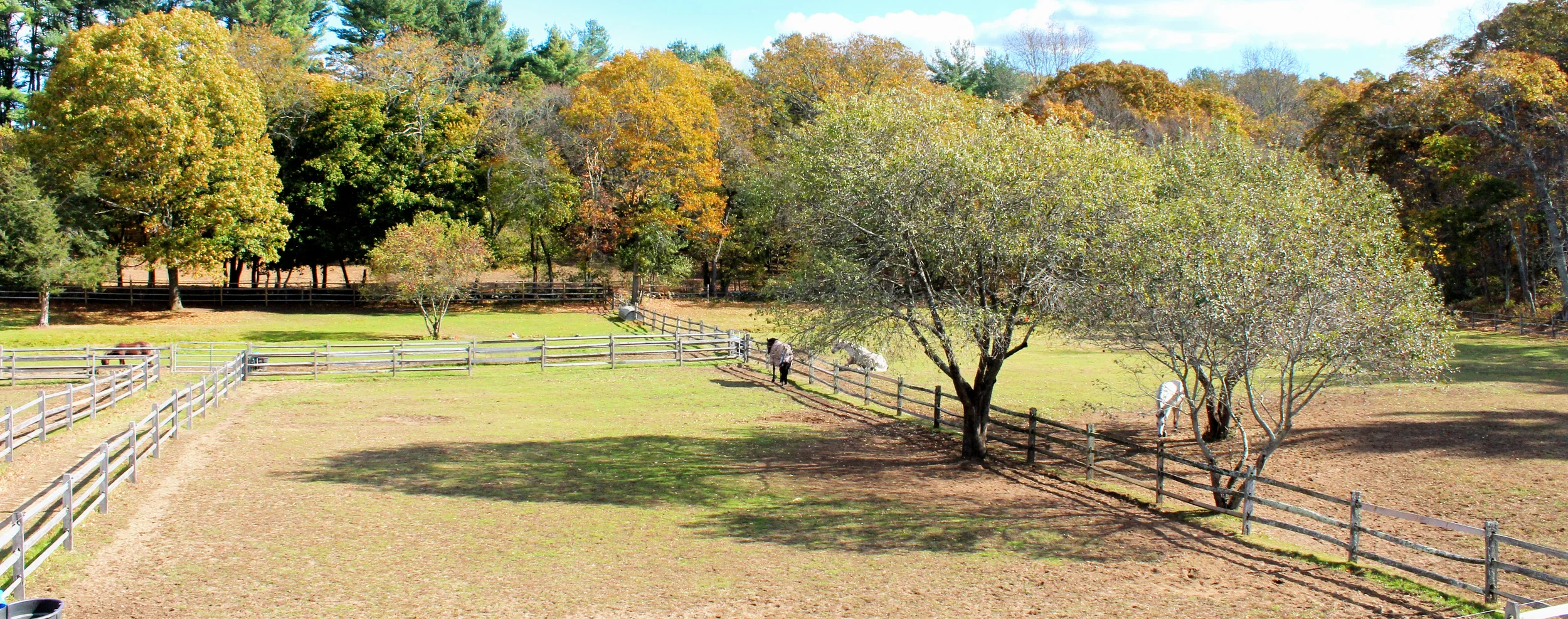 horse_header.jpg