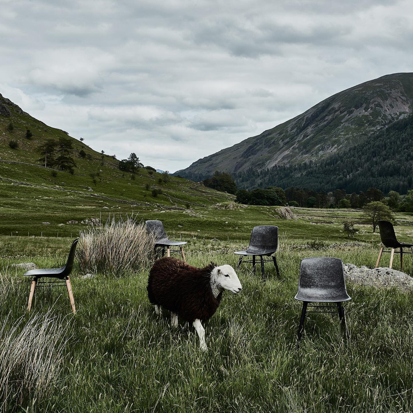 Wool in the wild
 
Up to 99% of the Herdwick breed are found in the Central and Western Lake District. So, if you want to know the provenance of your chair we can&rsquo;t explain it better than that. 

 
#Solidwool #SustainableDesign #MadeInDevon #Ch