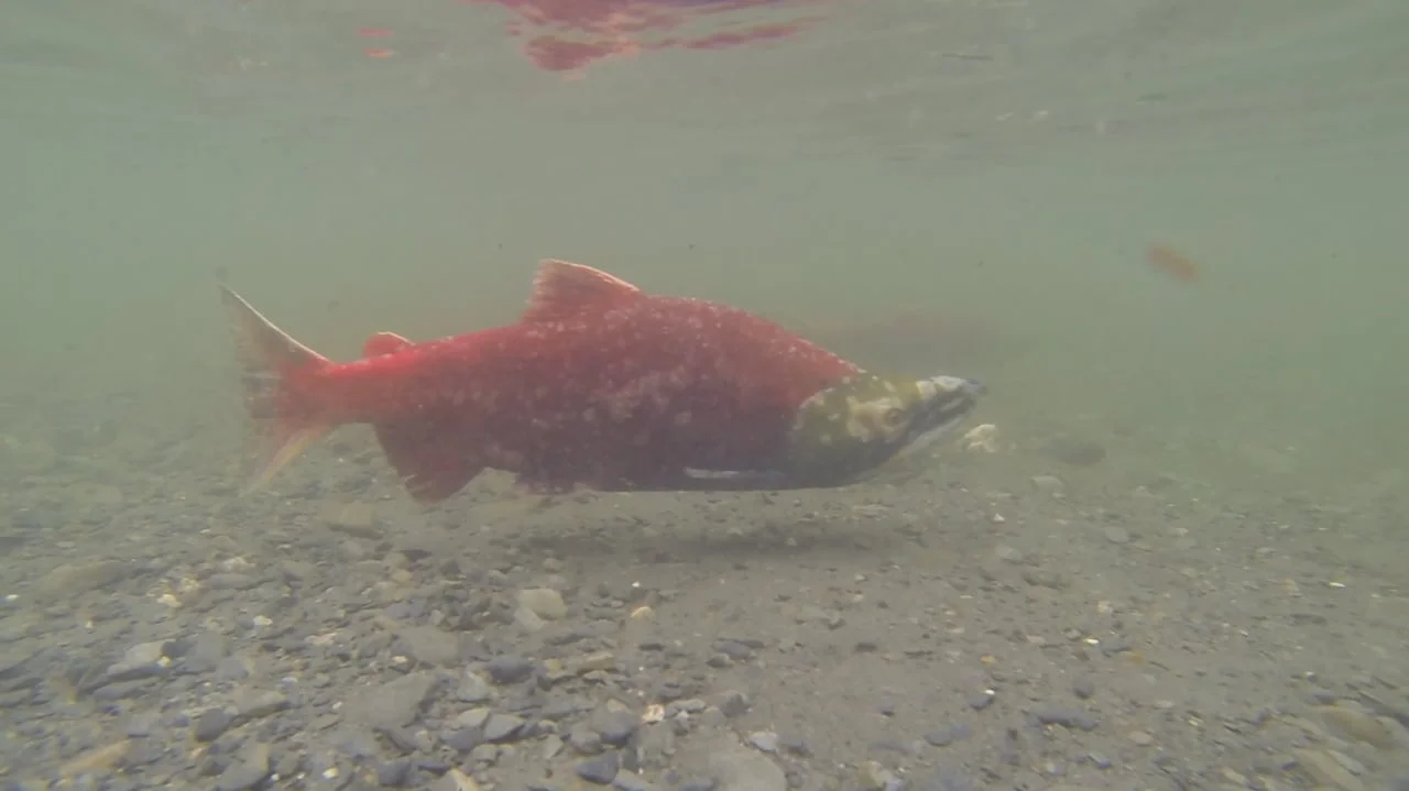 Restoring Habitat, Restoring Health