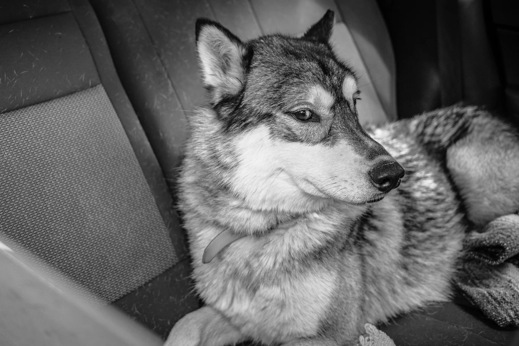 I took a look in the back seat and said to the owner in the front, "That's a hybrid, isn't it?" She smiled and said, "Yup." I know enough about dogs - and wolves - to know it would not have ended well if my camera went any further into the car. 