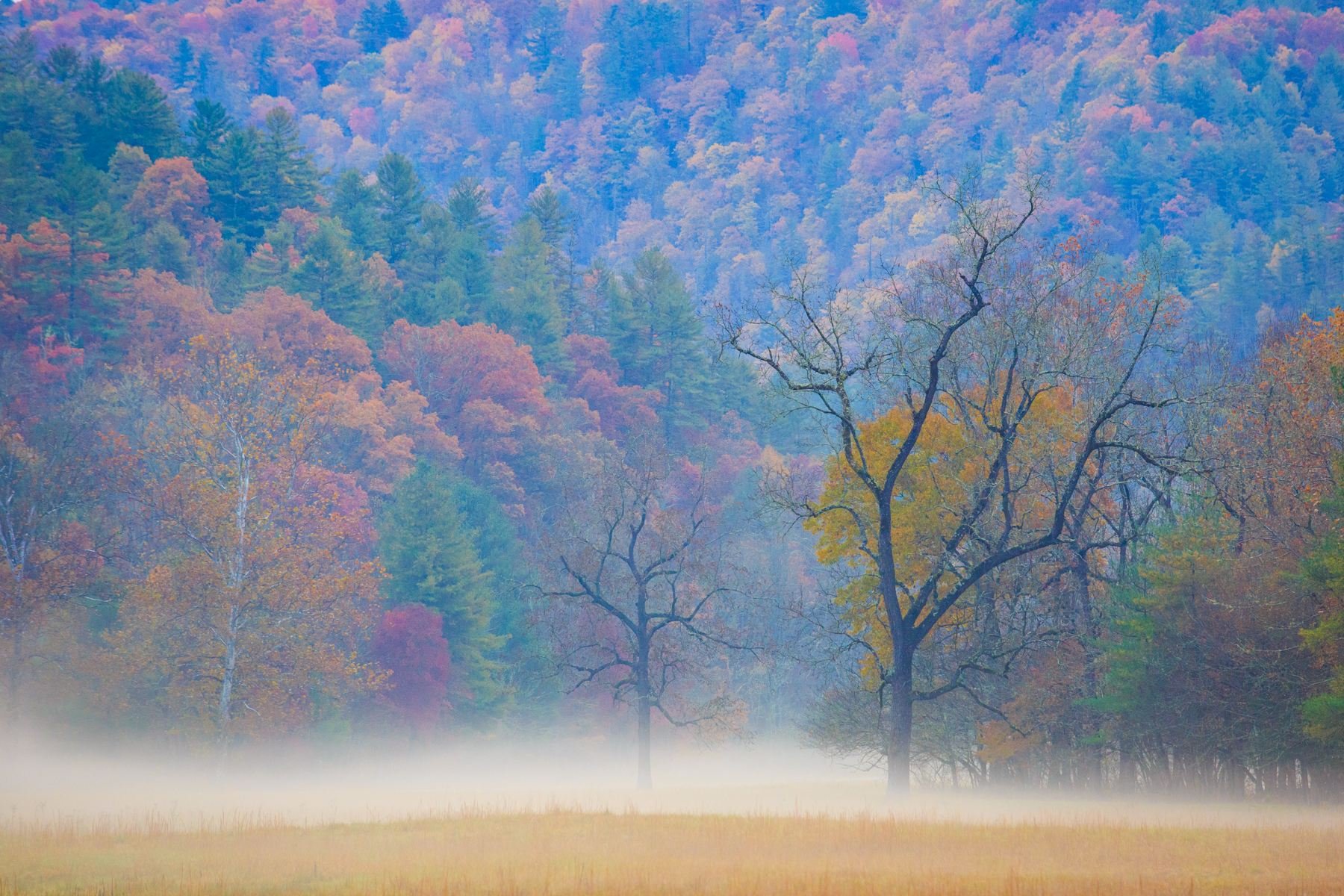 Mmmmmm . . . ground fog . . .