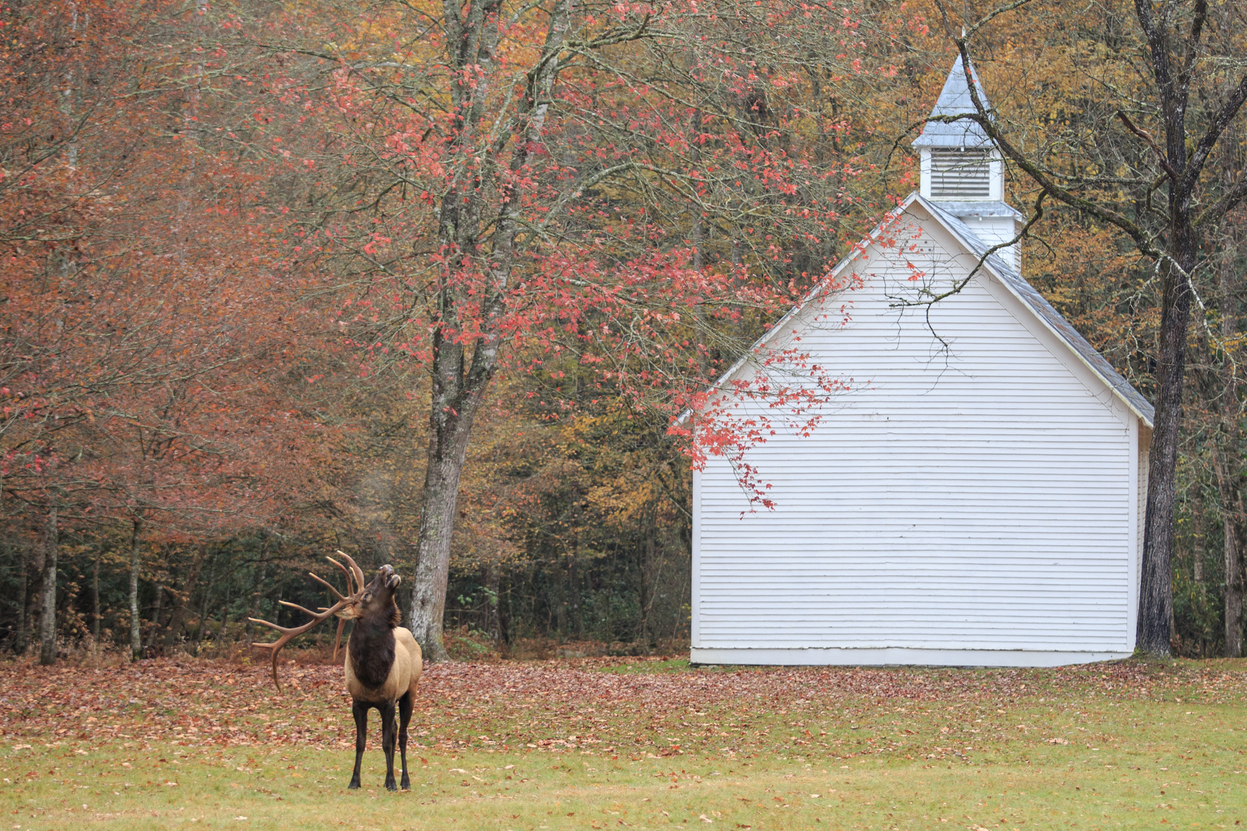 "Amazing grace . . . how sweet the sound . . ." Here he is bugling and I figured he was just singing a hymn by the old church.