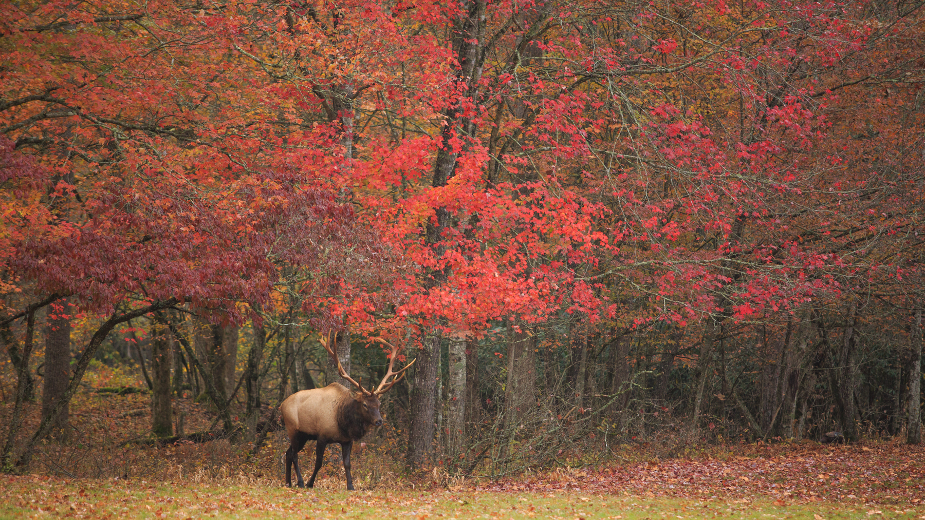 As I said, I think the color is better in Cataloochee Valley.