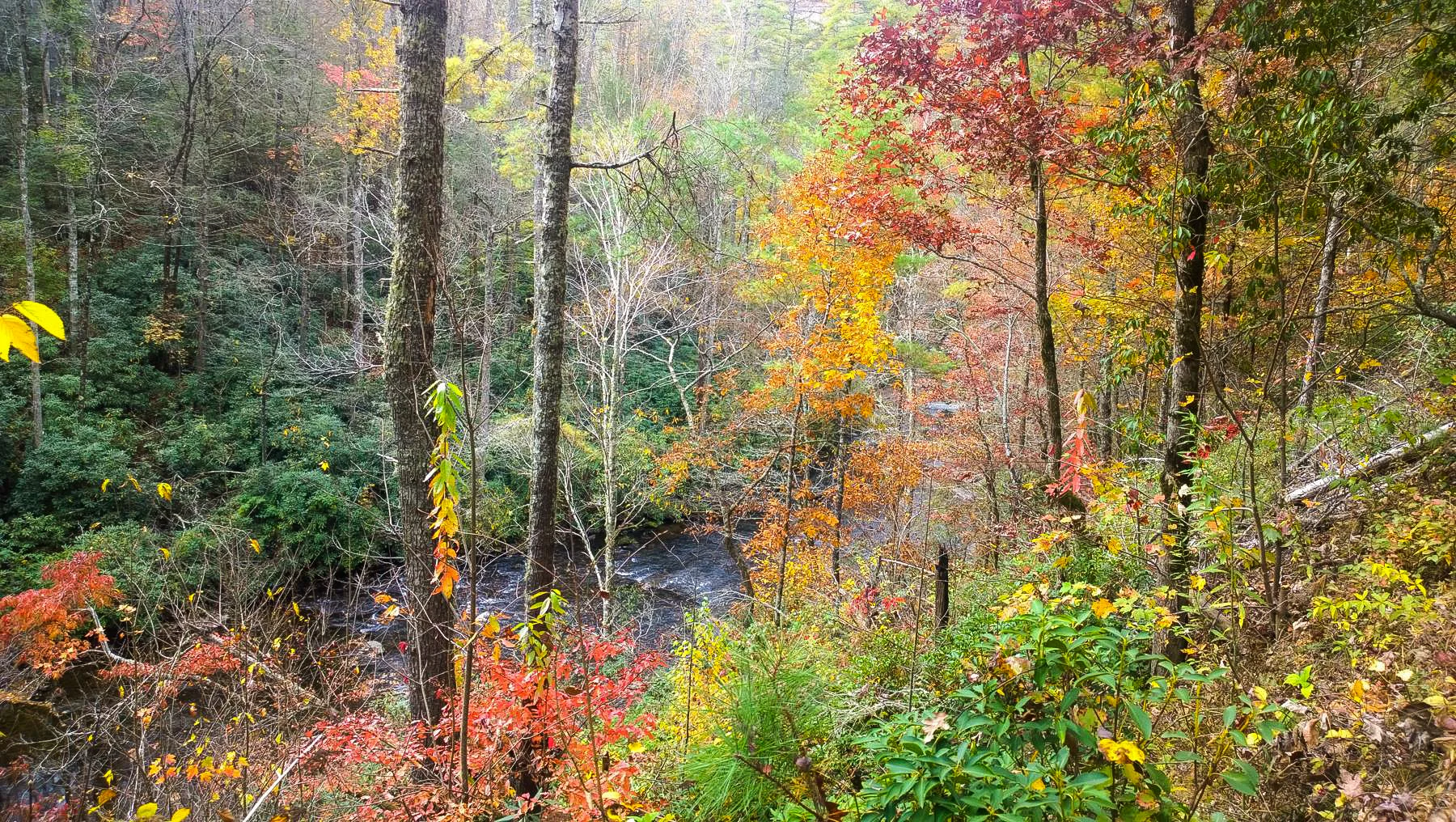 On the trail along Abrams Creek