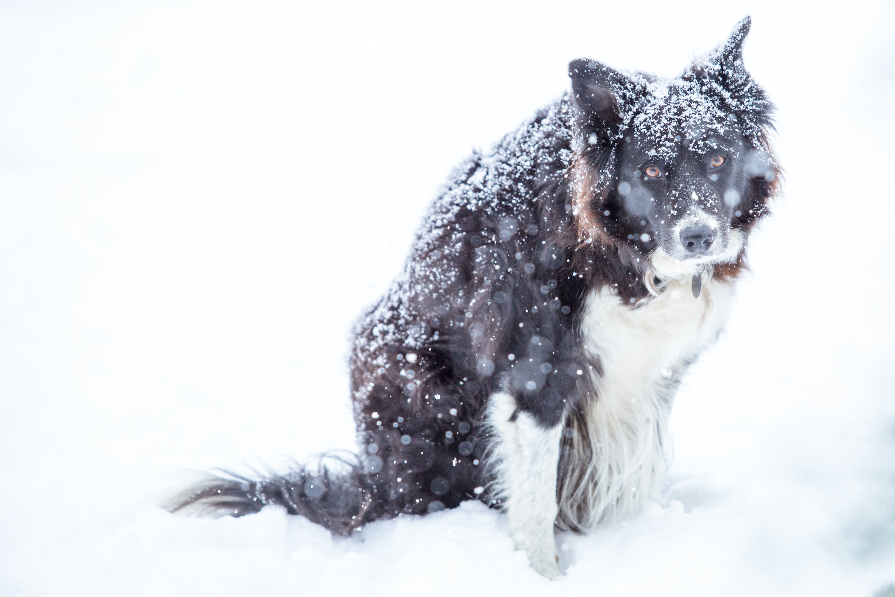 Do not let him fool you - my neighbor's Border Collie, Gus, is a tough cookie who has shelter but prefers to stay outside in all types of weather. Speaking of cookies, that is his "Mrs. Richer, can I get a cookie, please?" look - and yes, I give him treats.