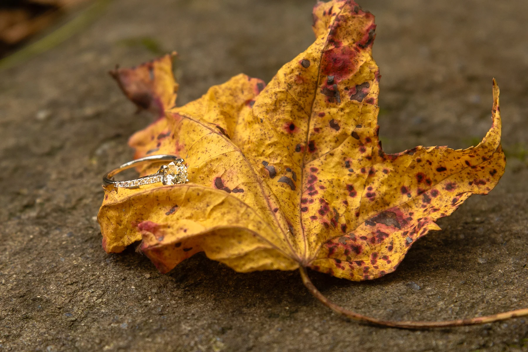 Javier and Amarylis Proposal-19.jpg
