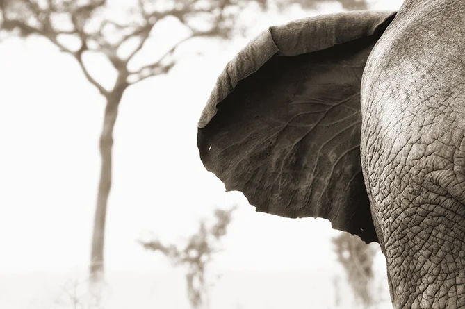 Lake Manyara, Tanzania, Africa ©Lorne Resnick