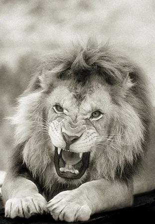 ©Lorne Resnick clearly not buying my "mental bluff" Masai Mara, Africa