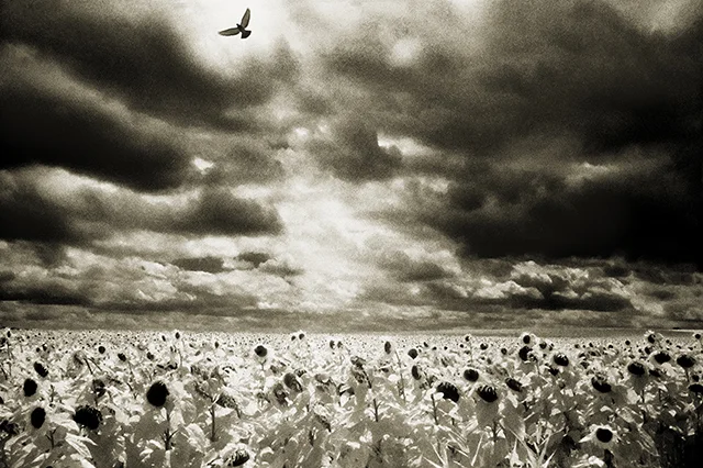 ©Lorne Resnick studying flight patterns in the South of France
