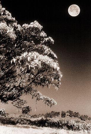 ©Lorne Resnick