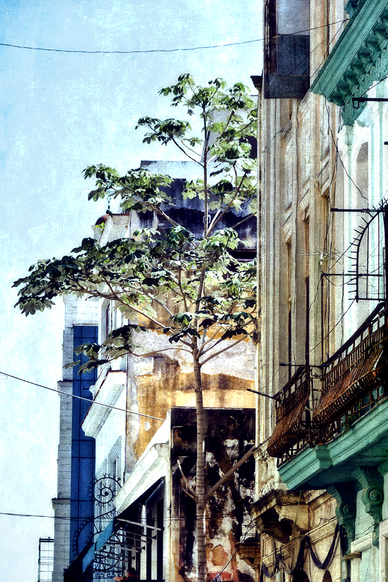 02---A-TREE-GROWS-IN-HAVANA.jpg