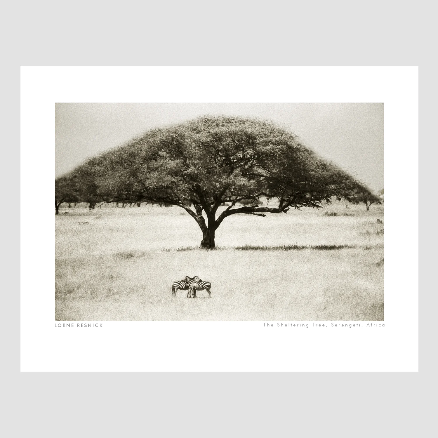 The Sheltering Tree.jpg