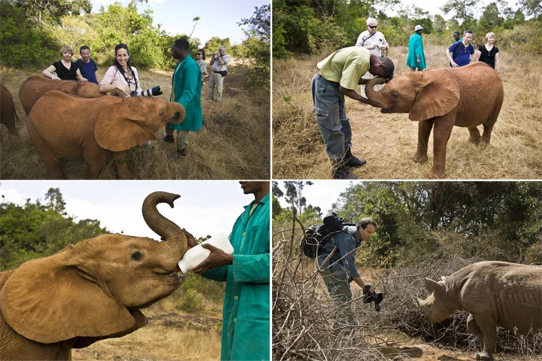 Elephant Orphans