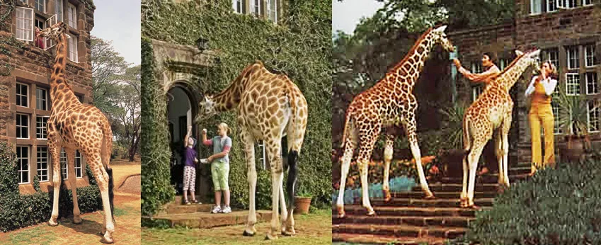 Images courtesy of The Giraffe Manor
