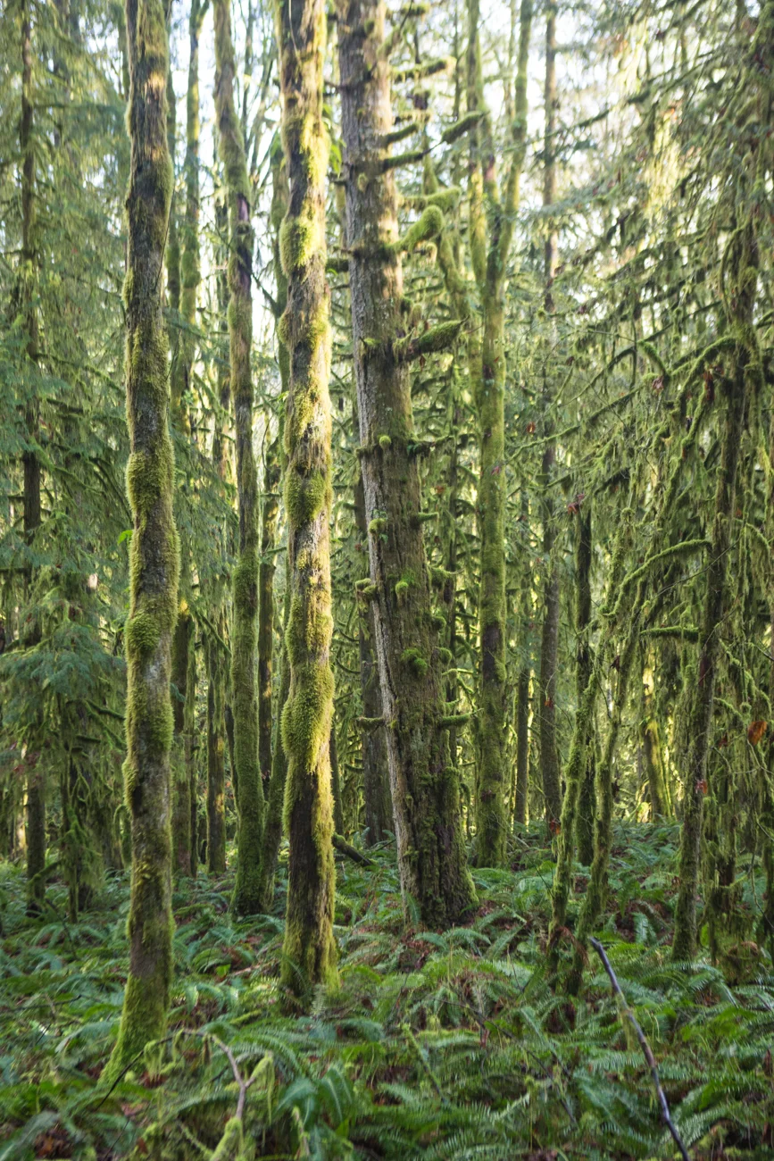 Bolandia-Blogger-Vancouver-Alder-Flats-Hike-Golden-Ears-Park-00400.jpg