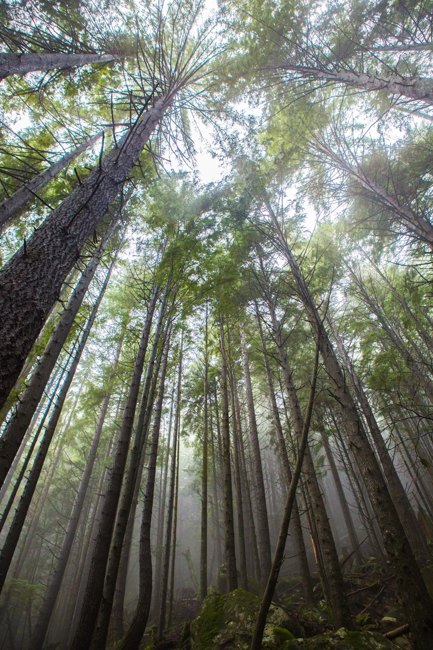 Bolandia-Blogger-Vancouver-Alder-Flats-Hike-Golden-Ears-Park-8106.jpg