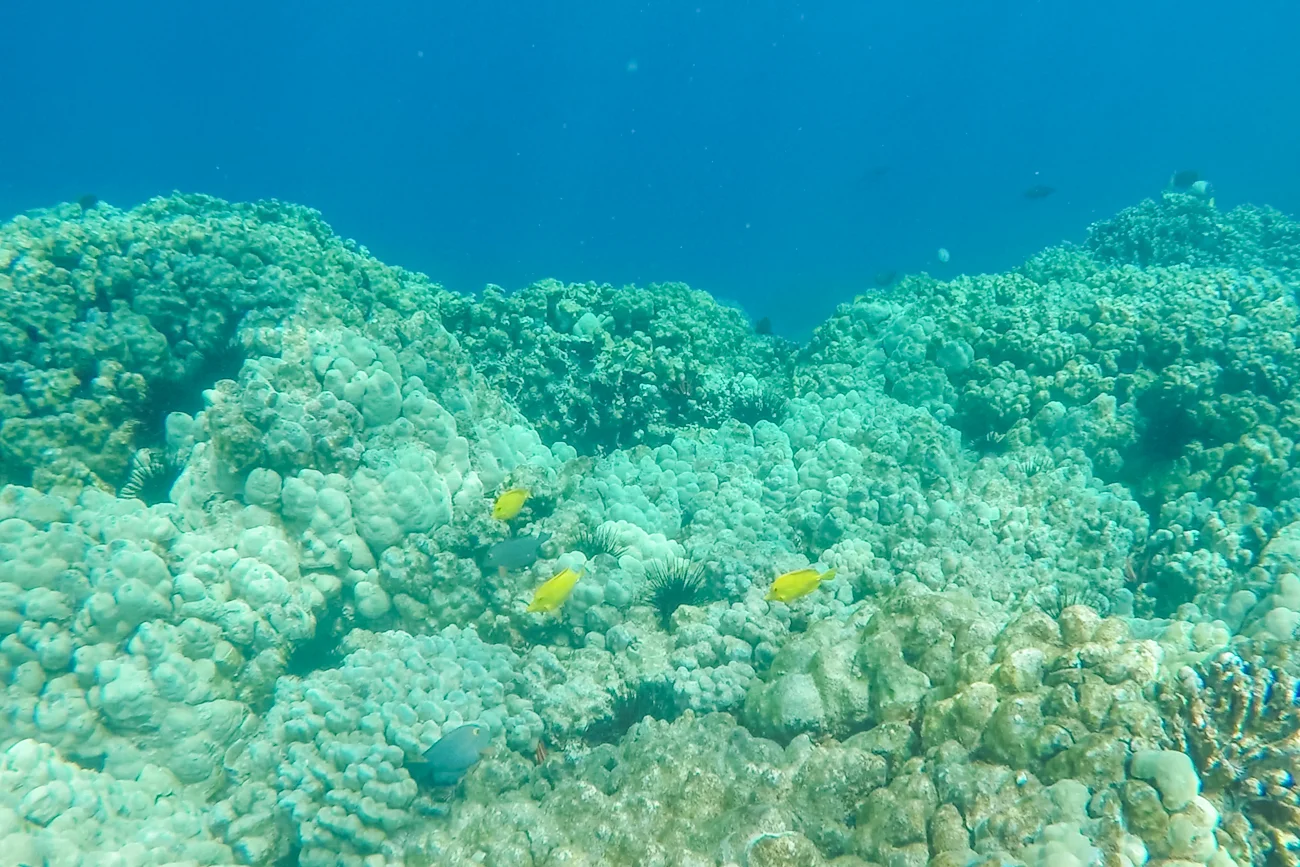 Sea-Kayaking-and-Snorkelling-in-Kealakekua-Bay_-Big-Island-Kona-Hawaii-Travel_Bolandia-Blog-40-1.jpg