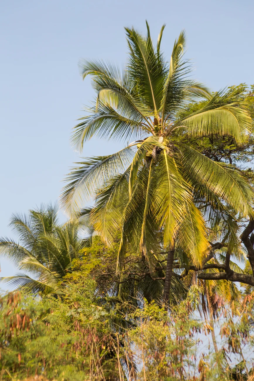 Sea-Kayaking-and-Snorkelling-in-Kealakekua-Bay_-Big-Island-Kona-Hawaii-Travel_Bolandia-Blog-9411.jpg