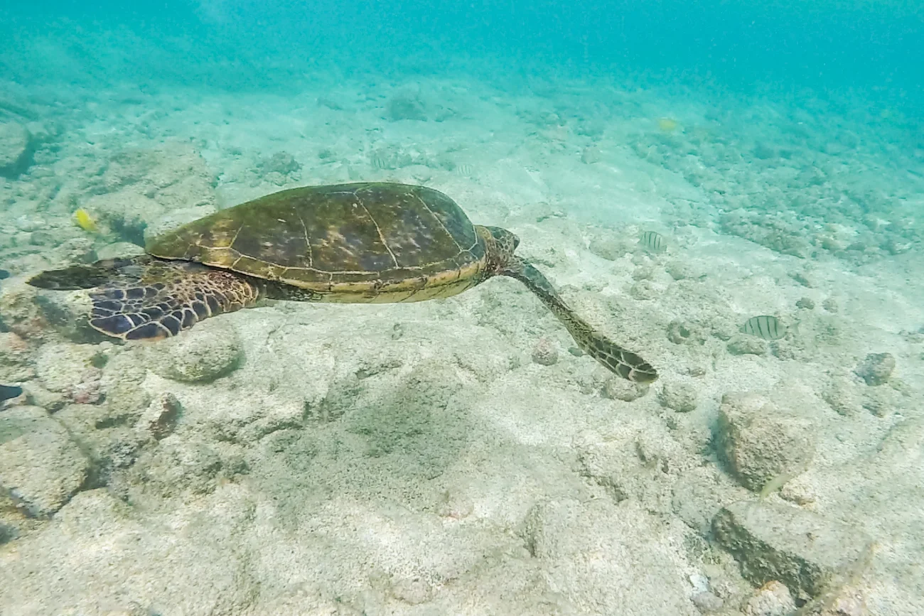 Sea-Turtle-Kahaluu-Bay-Snorkelling_-Big-Island-Kona-Hawaii-Travel_Bolandia-Blog-59-1.jpg