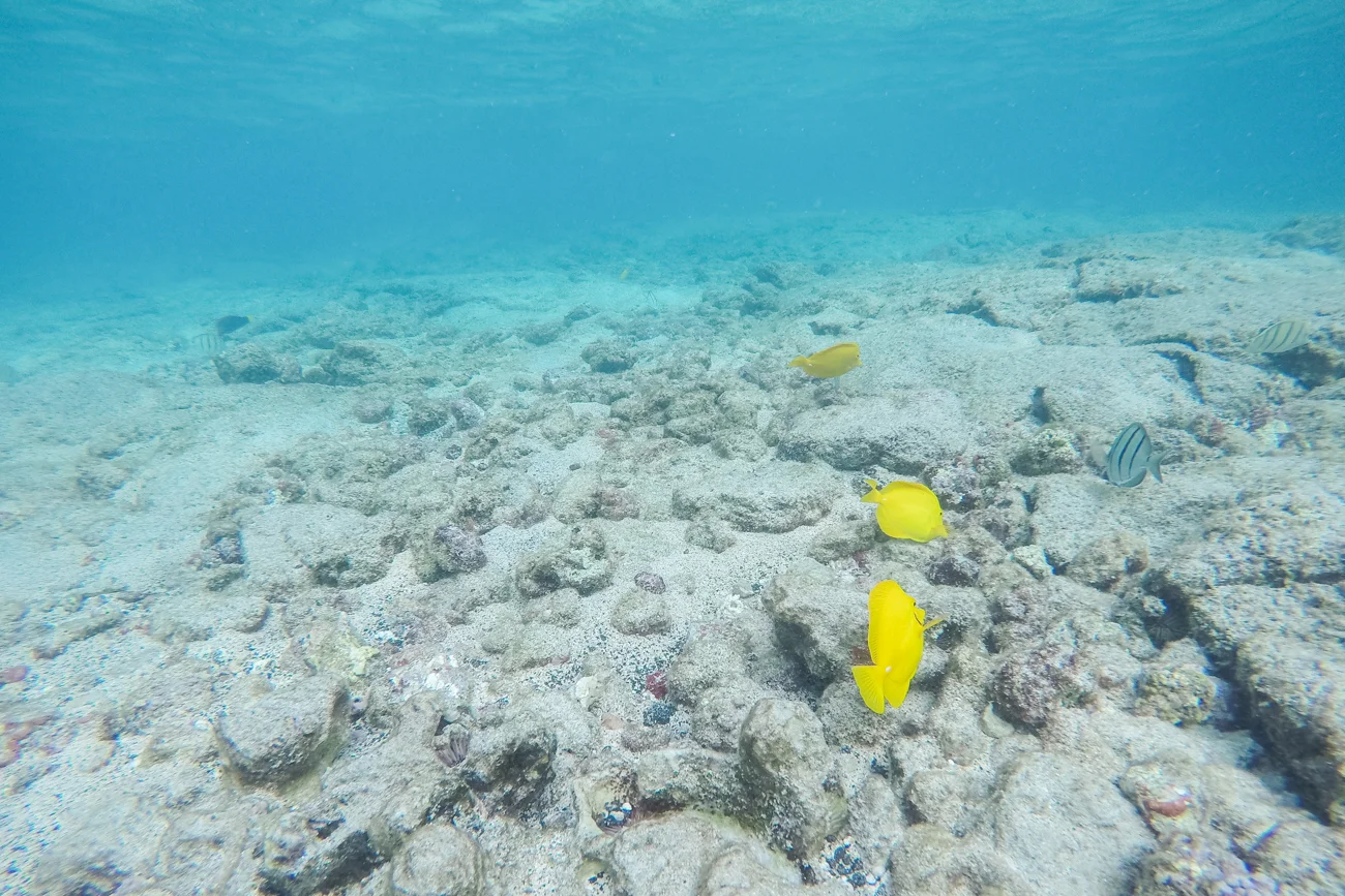 Snorkelling_-Kahaluu-Bay_-Big-Island-Kona-Hawaii-Travel_Bolandia-Blog-0071076.jpg