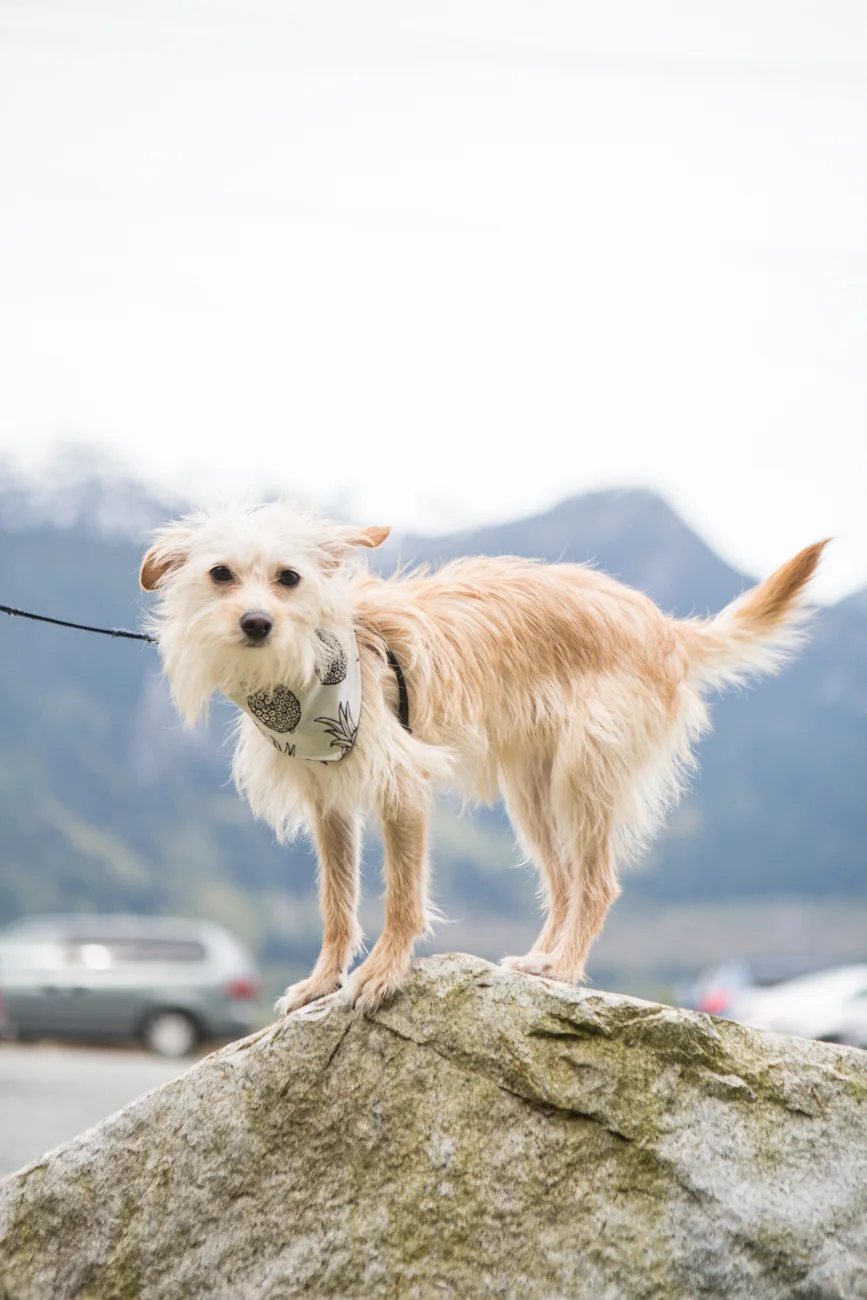 Bolandia_Blog_Vancouver_Squamish_-Chief-Hike-9892.jpg