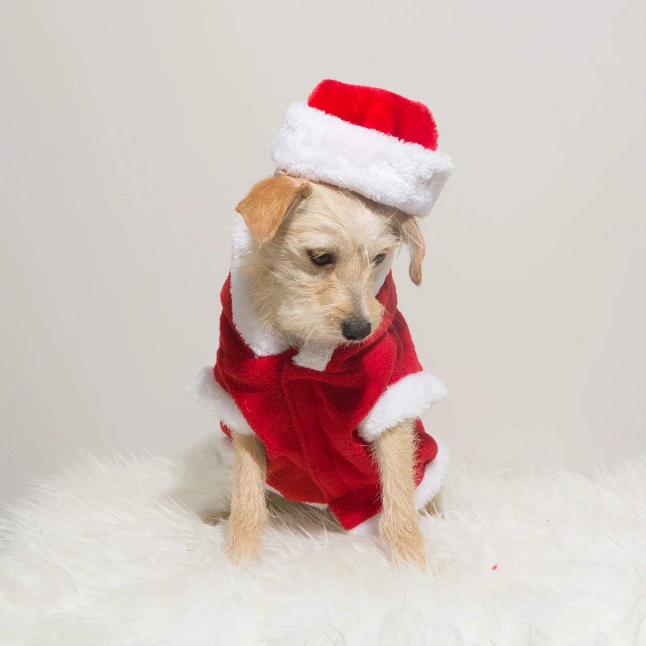 Bolandia Blogger Vancouver - Dog Christmas Costumes-9488