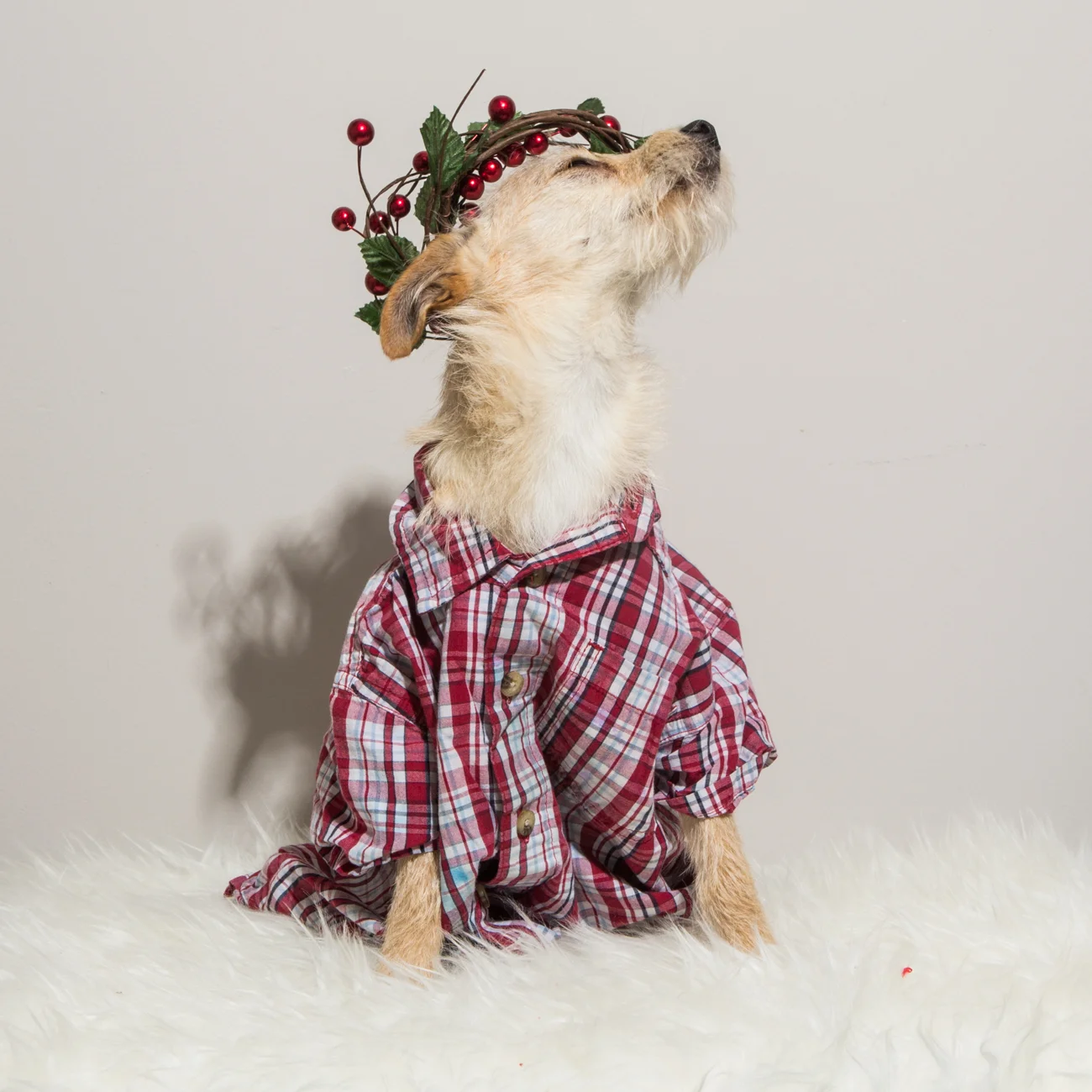 Bolandia Blogger Vancouver - Dog Christmas Costumes-9506