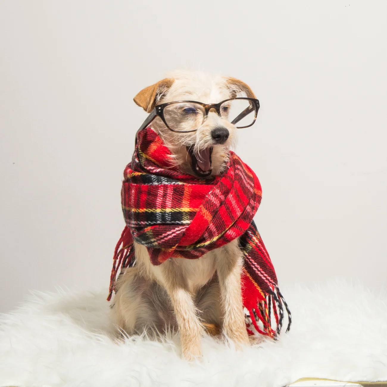 Bolandia Blogger Vancouver - Dog Christmas Costumes-9522