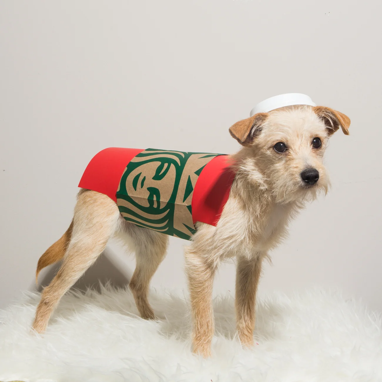 Bolandia Blogger Vancouver - Dog Christmas Costumes-9562