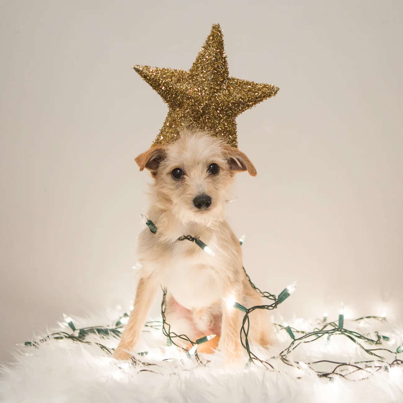 Bolandia Blogger Vancouver - Dog Christmas Costumes-9637