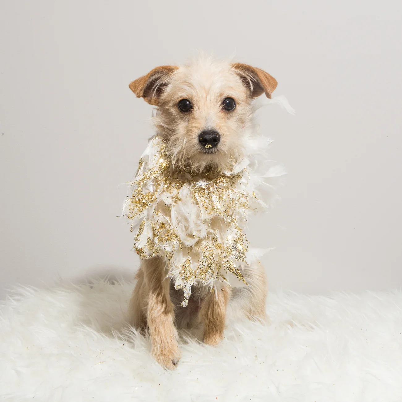 Bolandia Blogger Vancouver - Dog Christmas Costumes-9651
