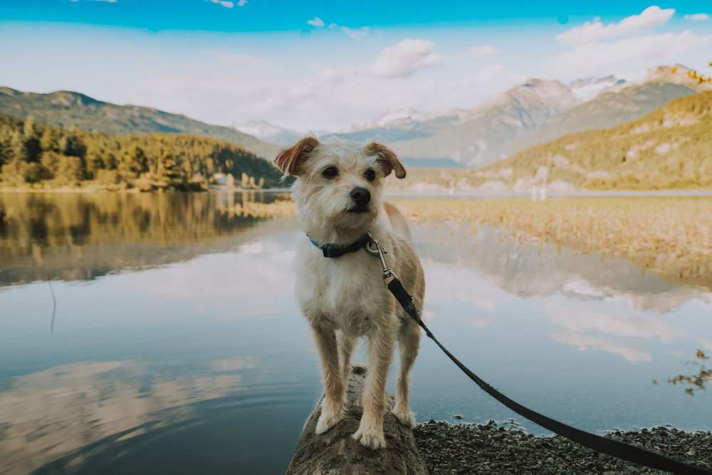 Green Lake Whistler Dog Trail-DSC00376.jpg