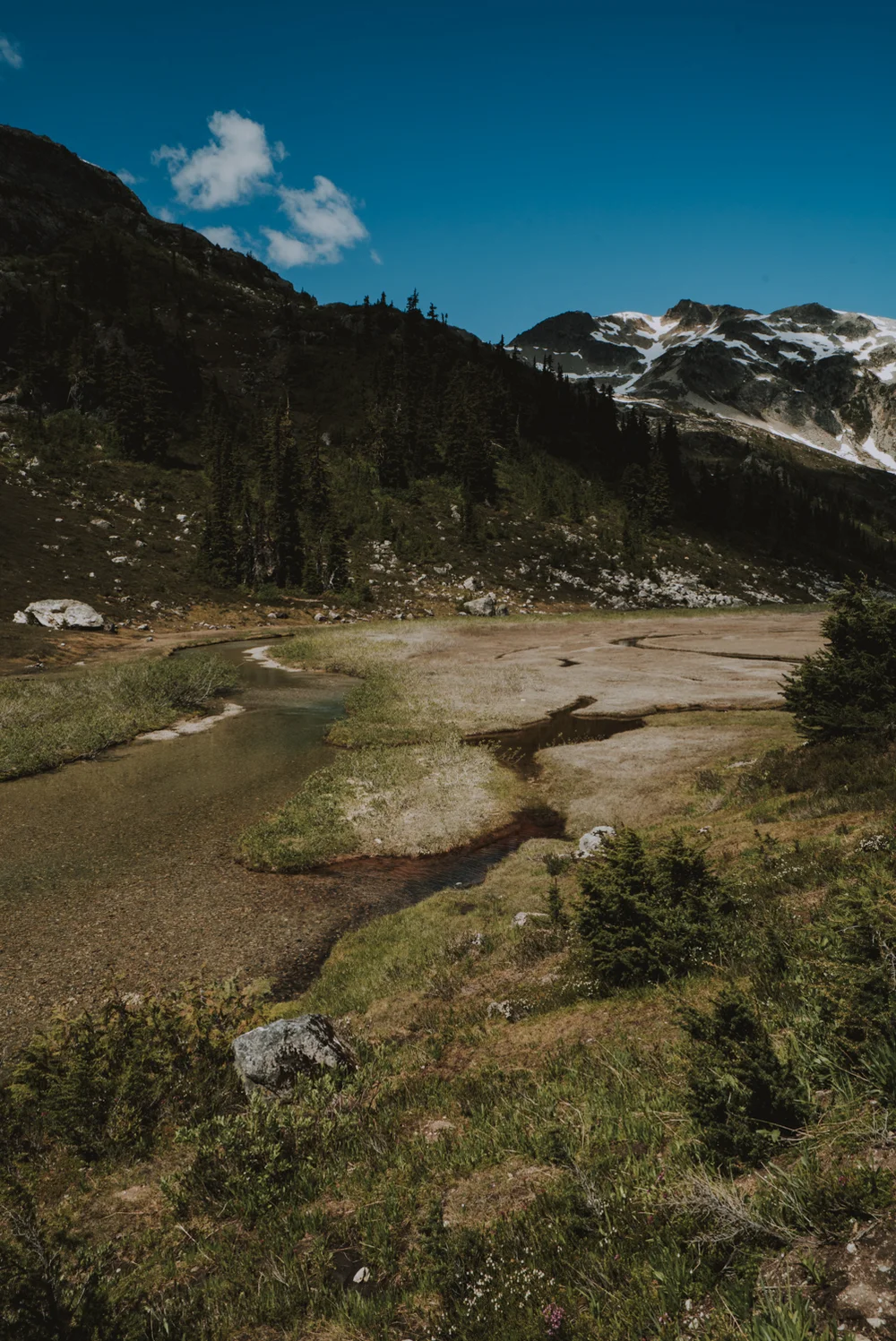 Brandywine Meadows Hike Up Logging Rooads in Prius Dog Friendly-DSC00457.jpg