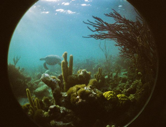 35mm underwater lomo &bull; c. 2016