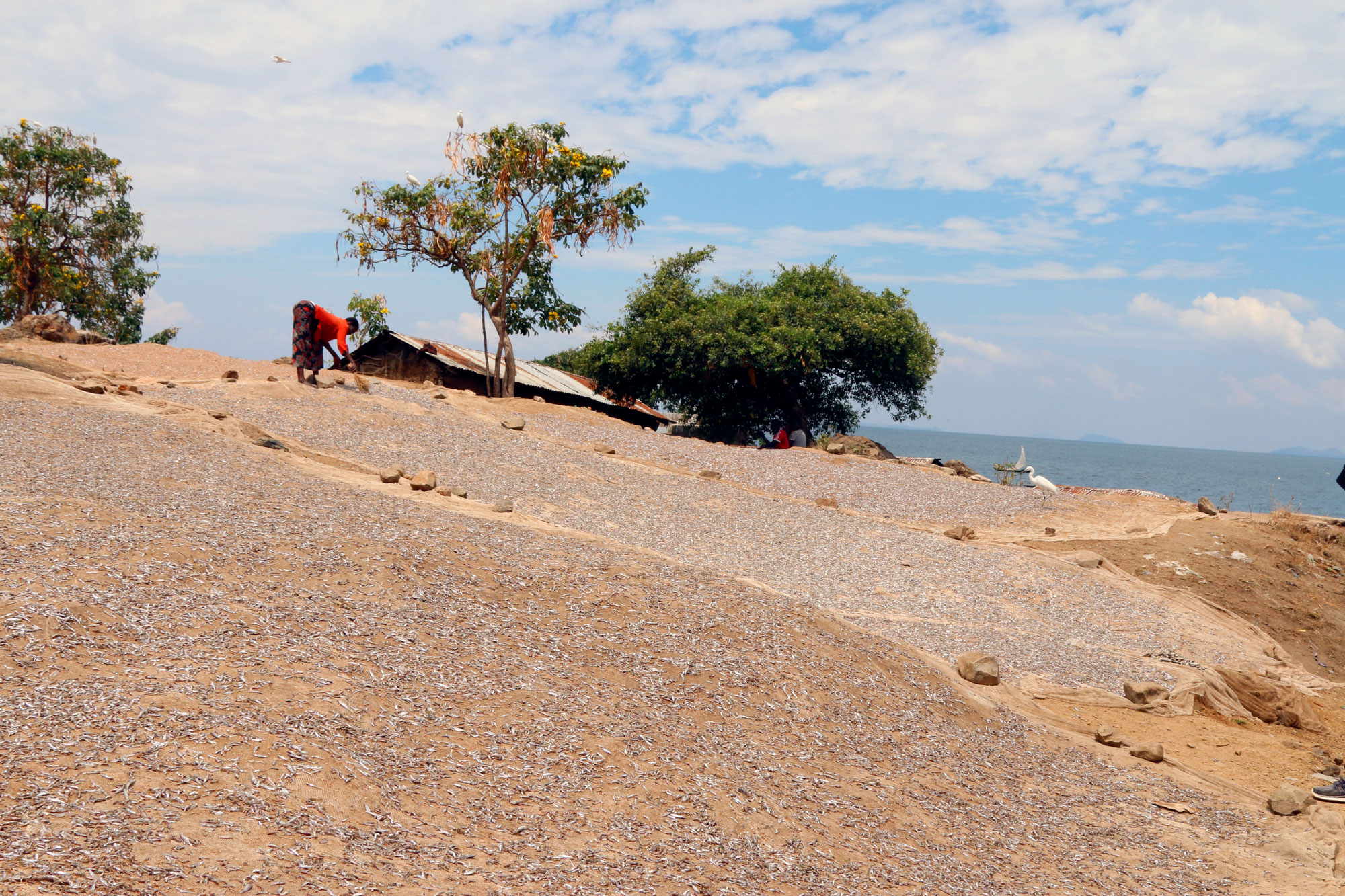 A woman on Mageta Island lays out anchovies to dry in the sun. (Tim McDonnell)