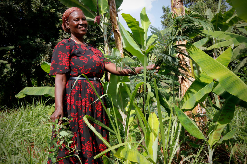 Purity Gacaga’s small dairy farm in Embu, Kenya, is a model of climate change adaptation. All photos by Tim McDonnell.