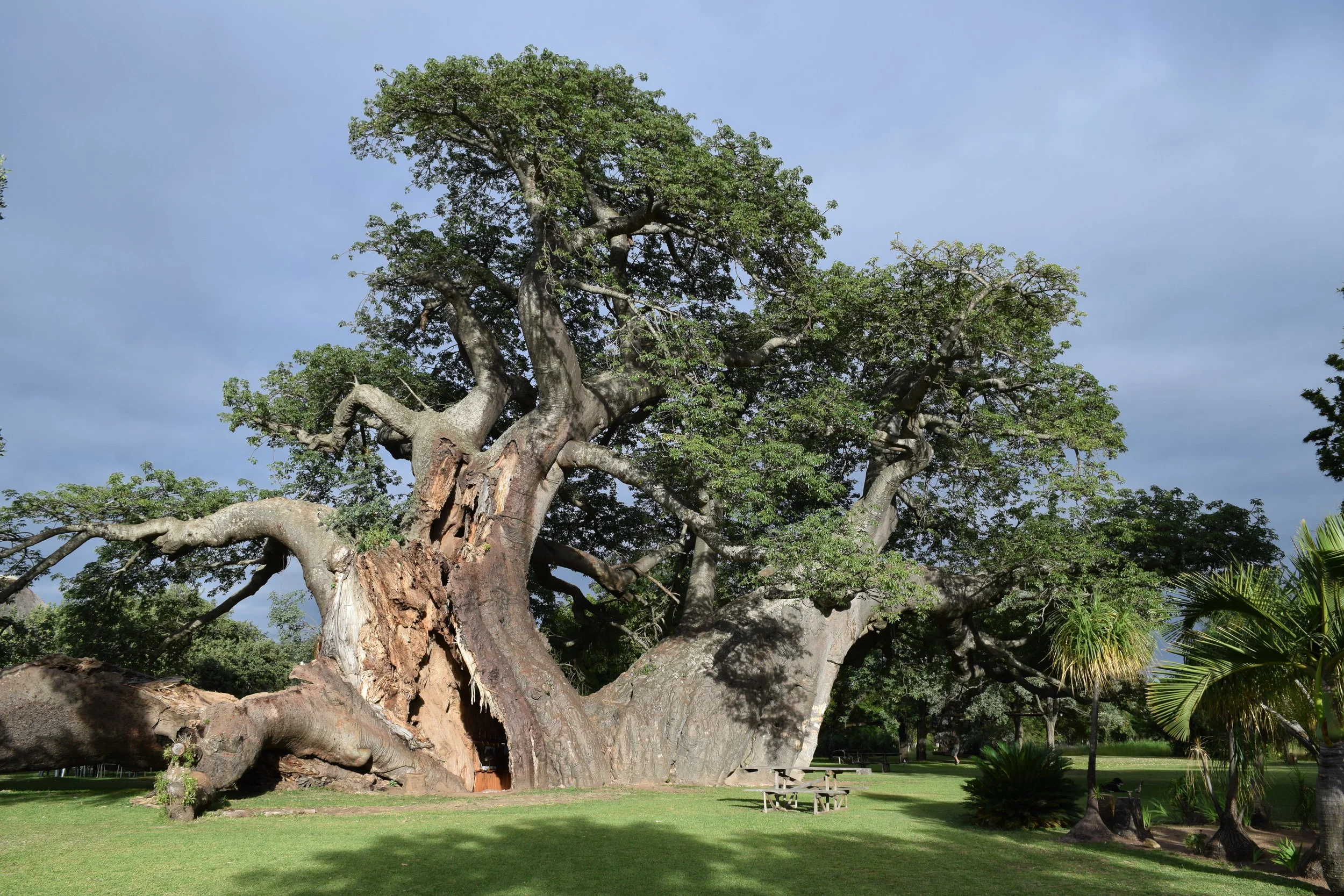 The Platland tree in South Africa was the home of a cocktail bar until it started to split apart. (Courtesy Adrian Patrut)