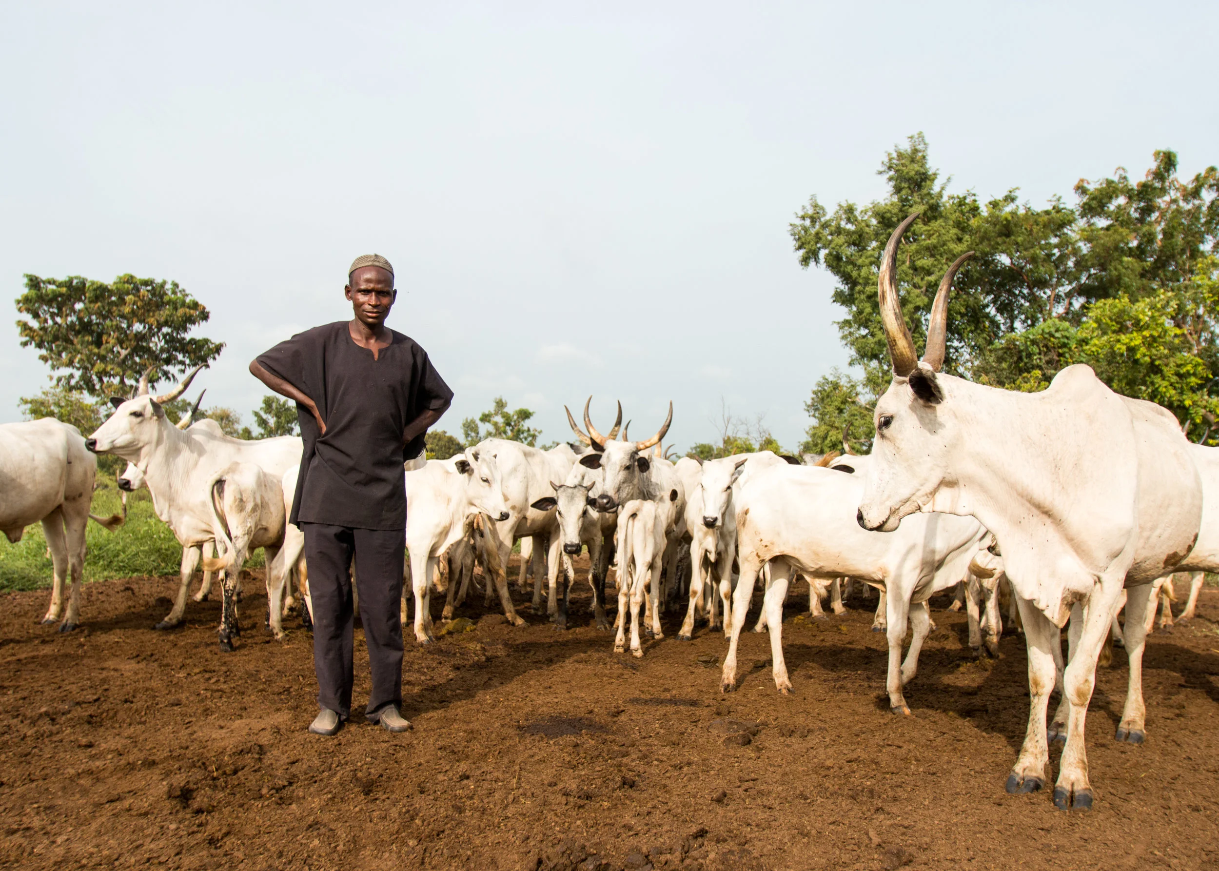 Saminu Mohammad is a Fulani cattle herder who decided to defy Benue State’s ban on cattle grazing. (Tim McDonnell)