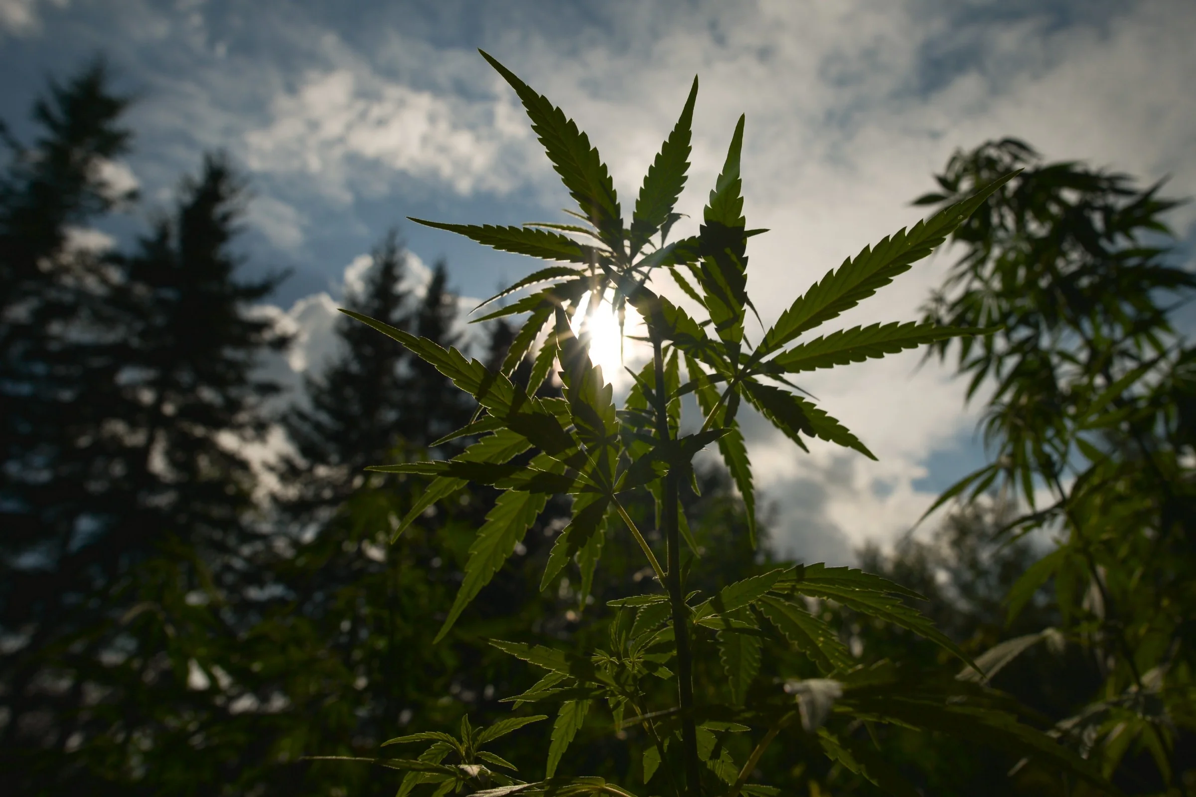 Medium: Scientists Are Making THC and CBD Without Marijuana