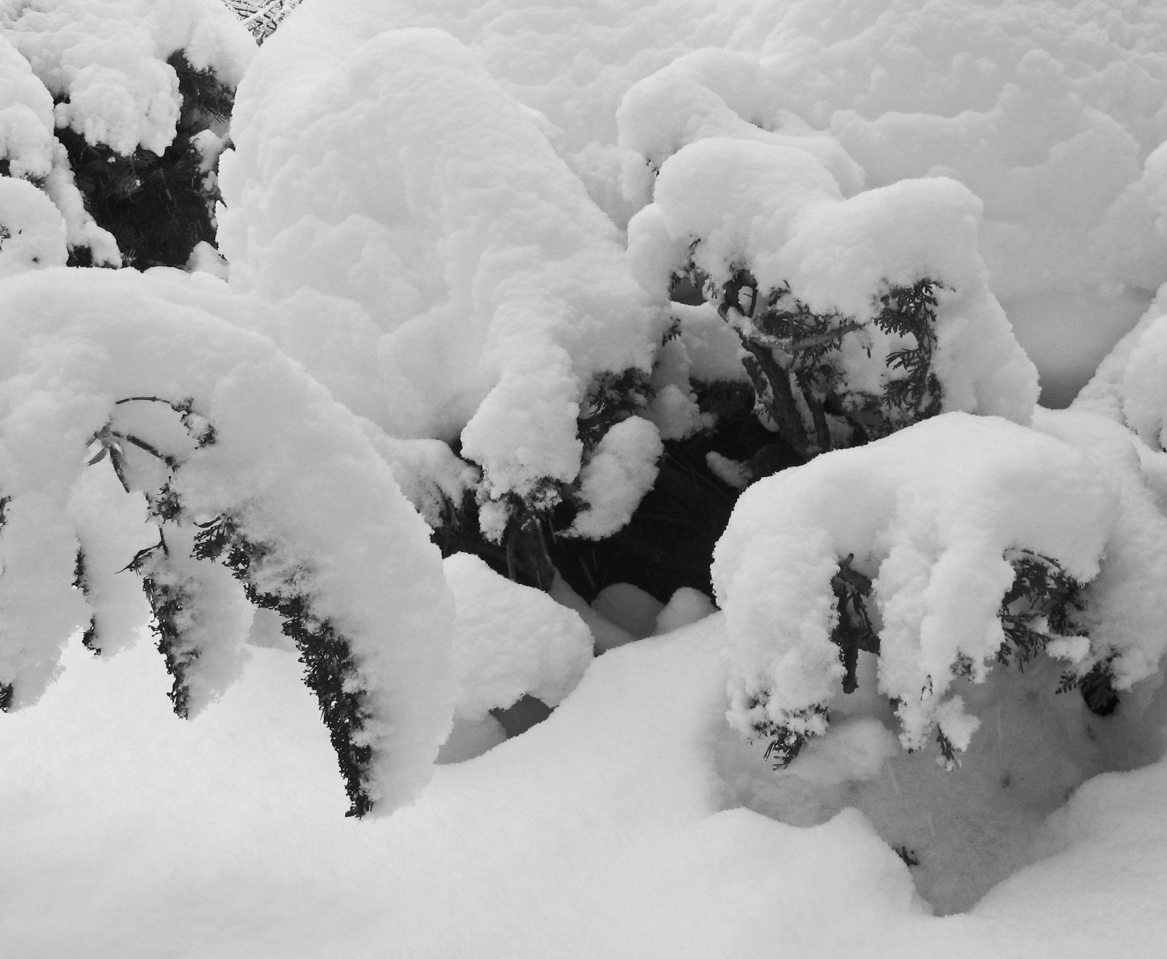 20171215-snow-on-bushes-jpg.jpg