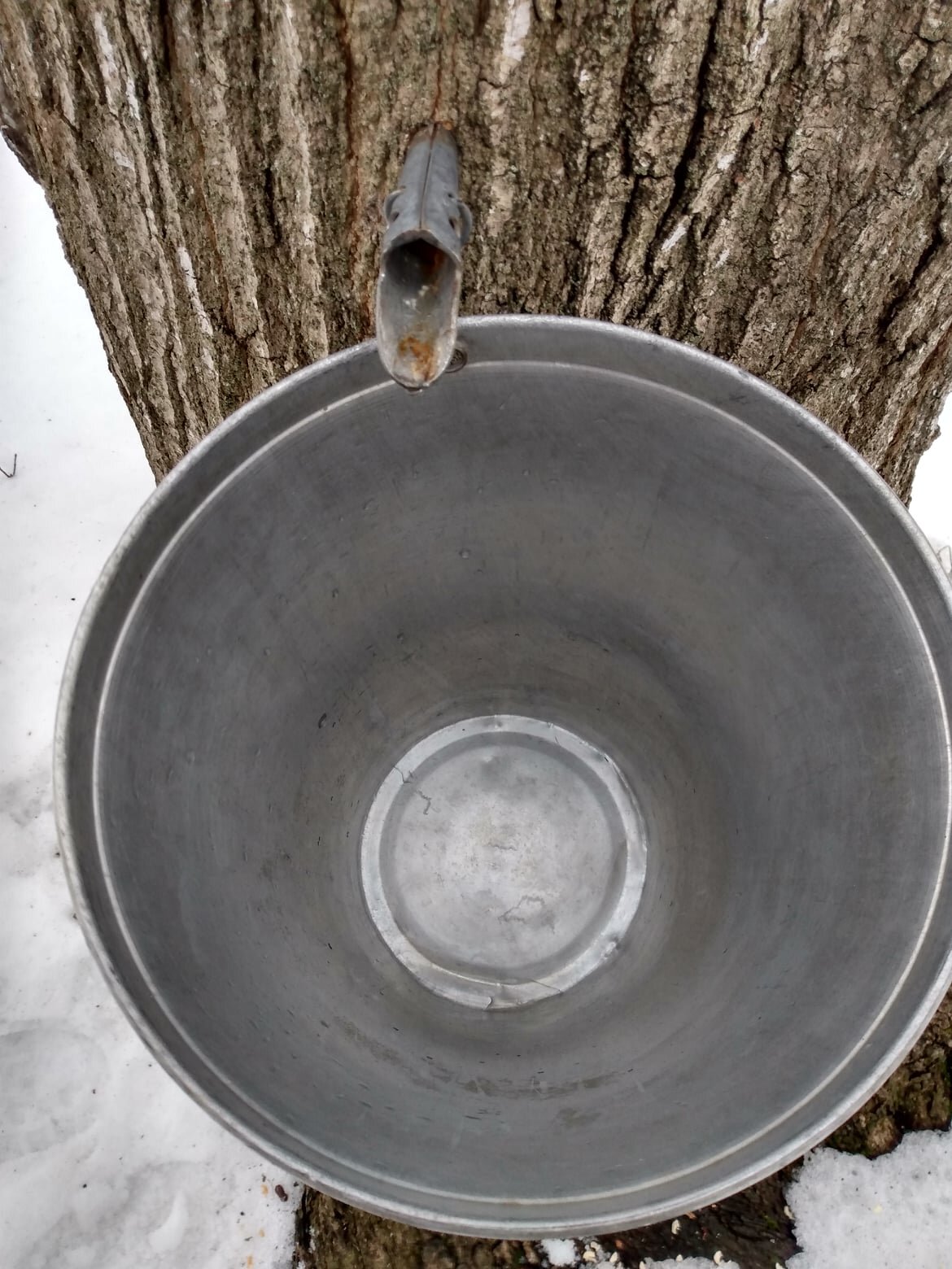 2021-03-08-Rob-Stevens-maple-syrup-sap-bucket.jpg