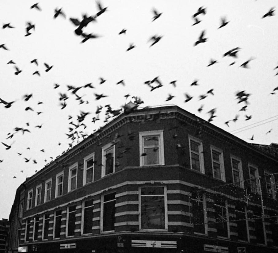 A good omen.
.
.
Shot on @kodak tri-X 400.
.
.
.
.
.
.
#bw_ #bwstreet #bwstreetcollective #bwstreetphoto #moodygrams #norwayphotos #bw_street #bw_street #bw_streetphotography #bwfilm #bwfilmphotography #streetsmagazine #bnwstreet #bnwstreetphotograph