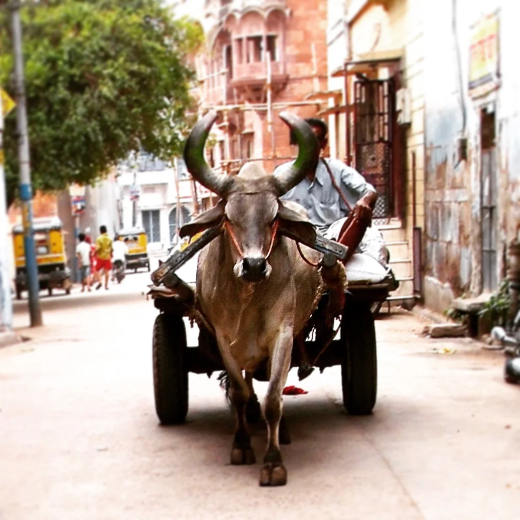 Taken by Paul trough the back window of a tuk tuk... 