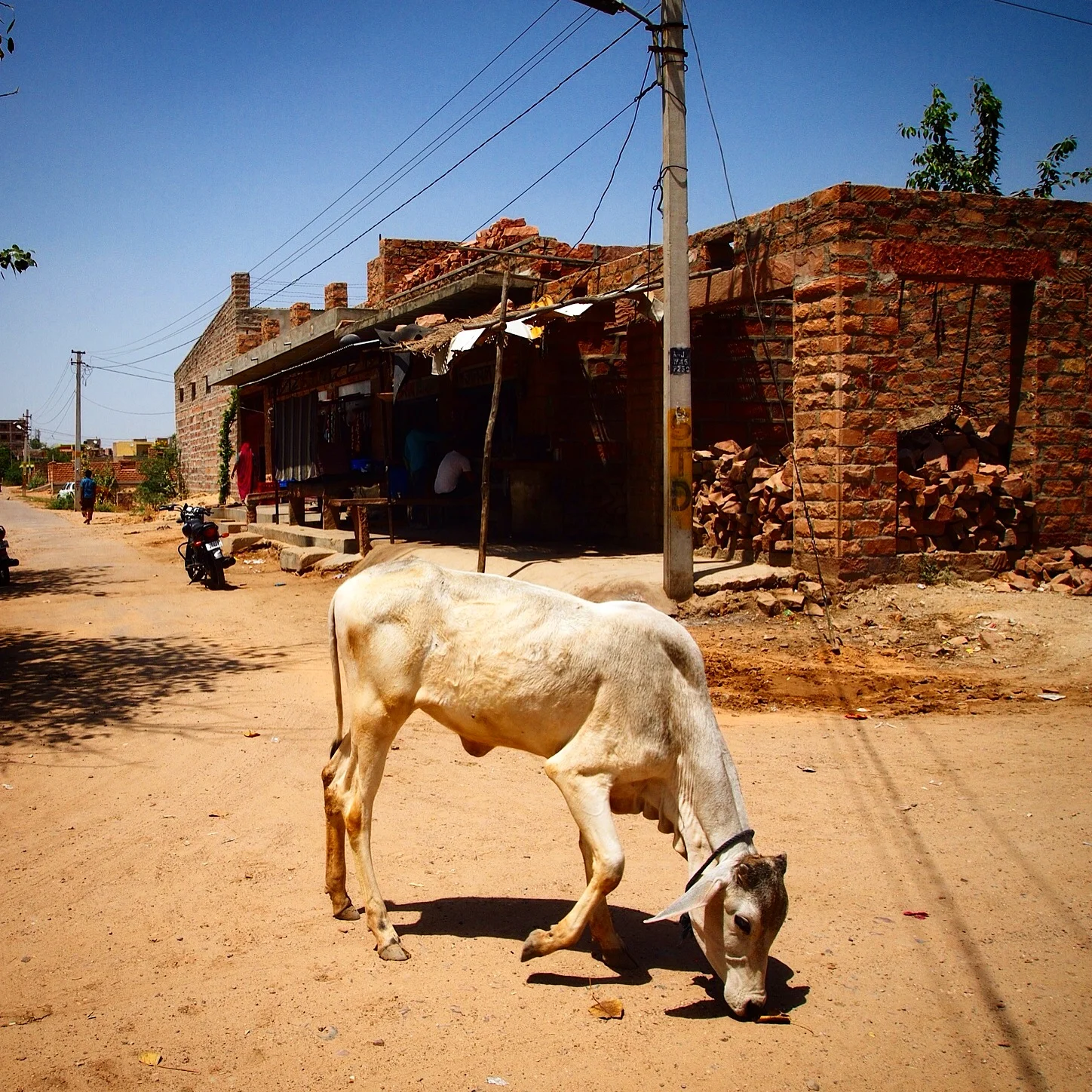 street cow.. 