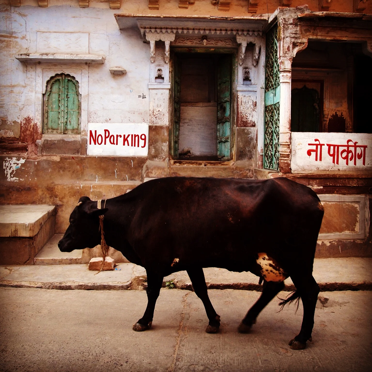 Jodhpur street cow! 